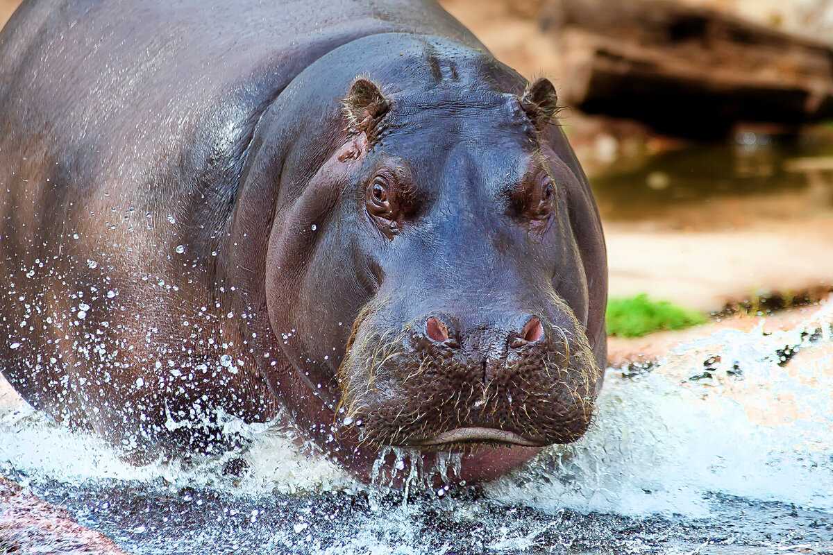 Рецензия на фильм «гиппопотам» (the hippopotamus) — выбирай.ру
